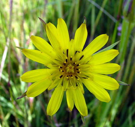 traogopogon dubius